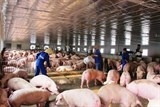 Giá thịt lợn liên tục tăng, người nuôi vẫn nên cẩn trọng