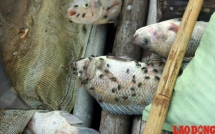 hang tram tan ca ngoi len chet nhu nga ra o hoa binh co ca loai cao cap gia tien trieukg