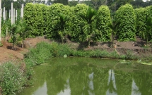 hoa binh hai vo chong trung tuoi bi sat hai da man trong trang trai