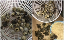 nang nong 40 do anh chang mua trung ve chua kip che bien ca ro da no thanh dan chim cut