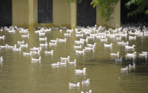 vung ngoai thanh ha noi nhieu noi bi chia cat vi nuoc van ngap trang