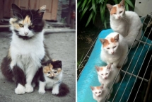 loat hinh anh sieu ngo nghinh ve meo bo me va cac phien ban nhi