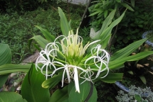 chua lanh bong gan chi bang cay la trong vuon