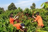 thu tuong yeu cau kiem tra phan anh ve thuong hieu hang hoa xuat khau