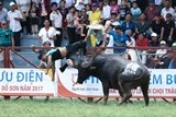 bo vh tt dl ban hanh ke hoach tang cuong cong tac quan ly to chu c ca c le ho i ho i cho i trau