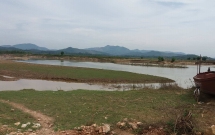 boi qua song sang bai tha trau 2 anh em ho duoi nuoc thuong tam