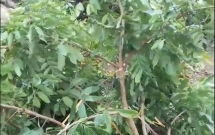 dan buc xuc khi nhin vuon cay nhan sap den ngay thu hoach bi ke gian chat pha trong dem