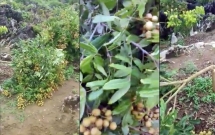 son la nguoi dan buc xuc vi ke xau chat hang loat goc nhan dang chuan bi thu hoach