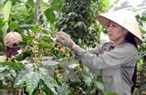 nien vu thu ba mat mua san luong caphe co kha nang giam 20
