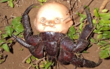 19 khoanh khac thien nhien dang so nhu gap phai co hon