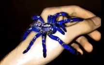 tim thay loai nhen mau xanh duong anh kim lam dau dau cac nha khoa hoc