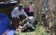 nghe an nguoi dan mien nui xot xa khi trau bo chet nhu nga ra vi dich tu huyet trung