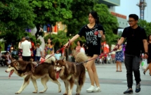 de xuat cam nguoi dan mang cho meo vao pho di bo ho guom nguoi dong tinh nguoi cho rang chua hop ly