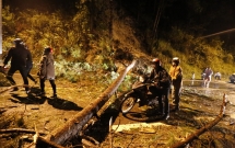 da lat cay thong 20 nam tuoi do tren deo prenn giao thong tac nghen hang gio lien