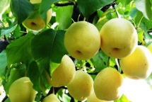 6 loai thuc pham nen an nhieu vao mua thu