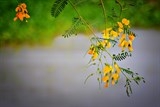 ve bung binh thien ngam bong nhut ruc ro mua nuoc noi