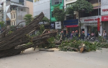 ha noi cay da co thu bat ngo do chan ngang duong tai xe thot tim khi thoat nan