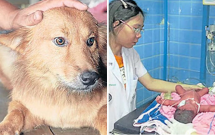 chu cho duoc tuyen duong anh hung sau khi tha ve nha mot boc rac