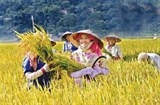 tao dieu kien cho nguoi dan tham gia bao hiem nong nghiep