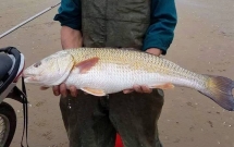 cau trung ca mau vang ong anh la mat nguoi dan ong duoc thuong lai tra gan nua ty dong van chua ban