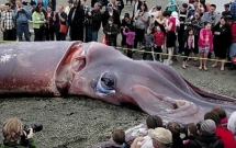 5 bi an chua co loi giai dap tu thai binh duong sau tham