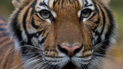 ho trong vuon thu o new york duong tinh covid 19