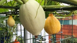 gia dinh sai gon bi nham la trong rau dot bien vi qua tot