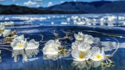 ngam loai hoa tinh khiet bac nhat chi song tren mat ho thanh tinh