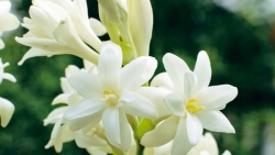 6 loại hoa dùng để cúng ngày lễ Vu lan