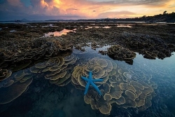 Ngăn chặn và bảo vệ các rạn san hô tự nhiên ở Hòn Yến (Phú Yên)