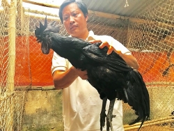 thac sy bo giang duong dai hoc ve que khao co vit tien vua