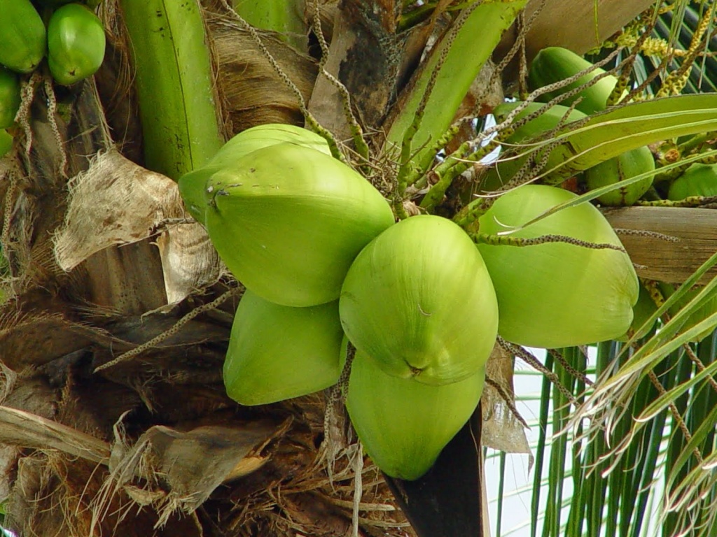 Đặc sản độc đáo dừa sáp ở tỉnh nào?