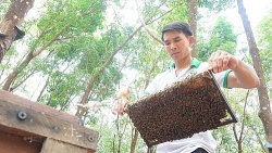 Vượt 500km đưa ong đi tìm mật hoa, "hái" được hàng trăm triệu