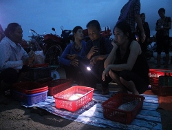 Đội đèn ban đêm đi chợ biển Thiên Cầm, mực còn búng tanh tách