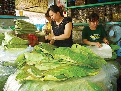 Hồi sinh lá loon - loài cây thay túi ni lông trong rừng Bình Thuận