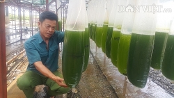 Chuyện lạ Thái Bình: Nuôi thứ nước xanh lè mà "rót" ra hàng tỷ đồng