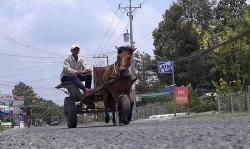 An Giang: Những chuyến xe ngựa vùng giáp biên