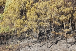 Hình ảnh hoang tàn sau vụ cháy rừng dữ dội ở Quảng Bình