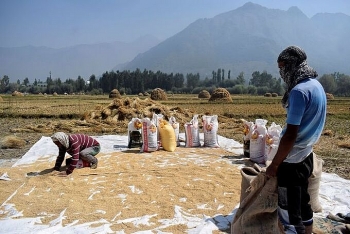 Việt Nam nhập gạo từ Ấn Độ để làm gì?