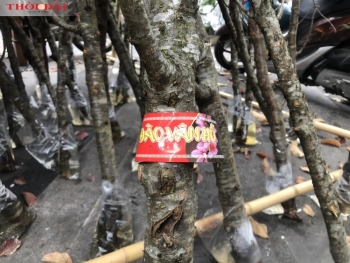 dao rung co tem net khac biet cua tet tan suu