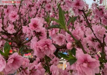 kiem tram trieu dong nho loai hoa dao rung lai anh dao cuc la