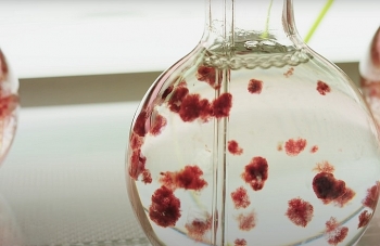 rong bien co the cuu song me trai dat