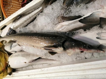 Tăng cường siết chặt nhập khẩu cá tầm Trung Quốc