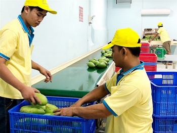 xoai viet nam rong cua sang han quoc