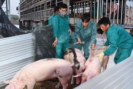 Lợn sống từ Thái Lan đã 'nhập cảnh', giá thịt lợn sẽ hạ?