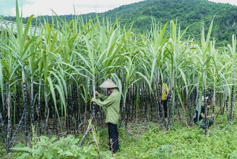 Việt Nam áp thuế chống bán giá đối với đường mía Thái Lan
