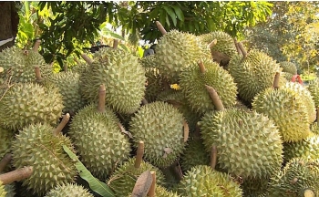 sau rieng dong lanh viet nam chinh phuc thi truong australia