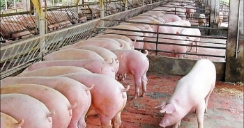 Giá lợn hơi hôm nay (6/1): Tiếp tục đà tăng trên cả ba miền