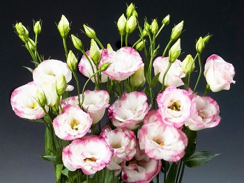 Những loài hoa nên đặt trên ban thờ ngày Tết để thu hút tài lộc