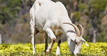 tu vi tuan moi 2510 den 31102021 tuoi mui khong co nhieu bien chuyen